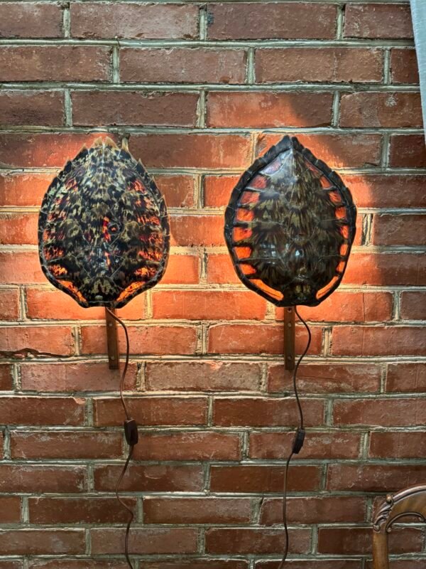 Sieninis šviestuvas iš vėžlio kiauto