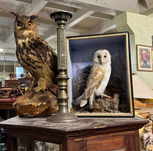 Didžiojo apuoko ir paprastosios liepsnotosios pelėdos iškamšos